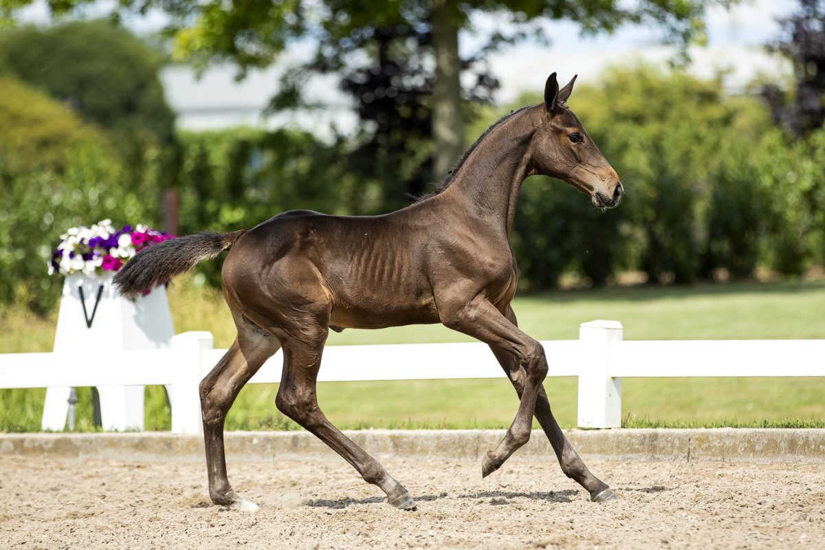 Oscar ES_( Cadex One X Roven XX)03 small