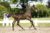 Oscar ES_( Cadex One X Roven XX)03 small
