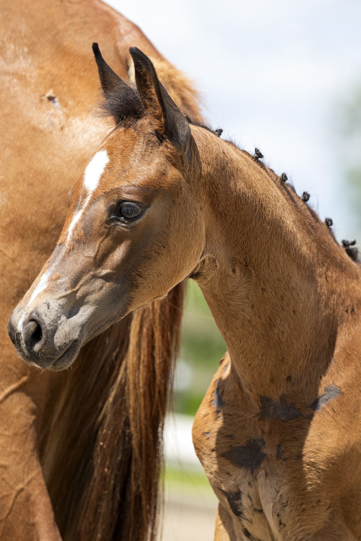 Otharin_(Sir Donnerhall X Apache)01 small