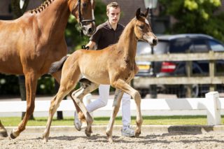 Otharin_(Sir Donnerhall X Apache)02 small