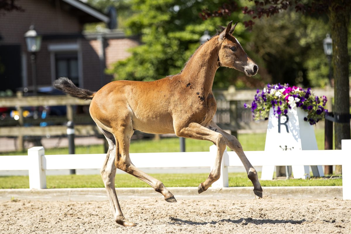 Otharin_(Sir Donnerhall X Apache)03 small