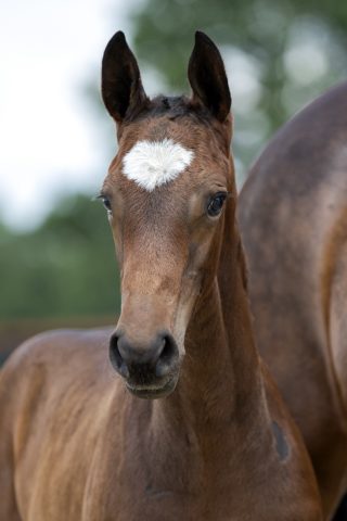 Othello P_(Luigi D’eclipse)01 small