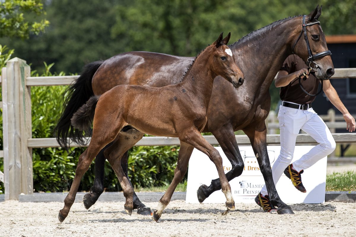 Othello P_(Luigi D’eclipse)02 small