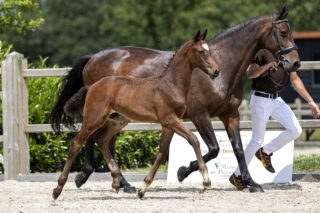 Othello P_(Luigi D’eclipse)02 small