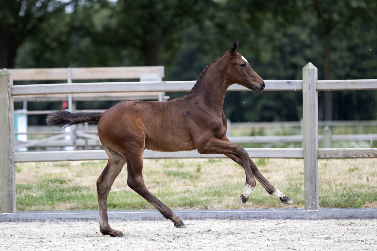 Othello P_(Luigi D’eclipse)03 small