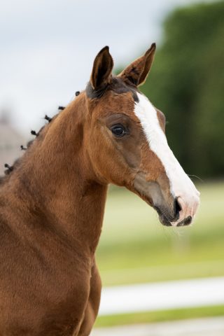 Otis W_(CassaloXQuidam de Revel)01 small