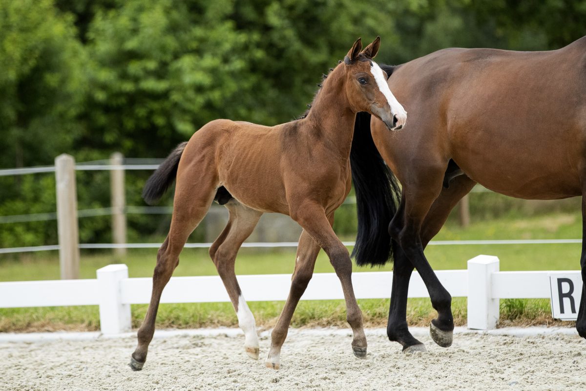 Otis W_(CassaloXQuidam de Revel)02 small