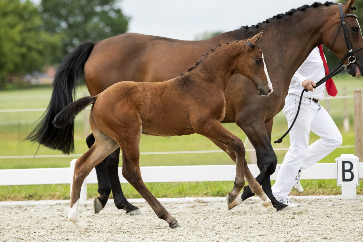 Otis W_(CassaloXQuidam de Revel)03 small