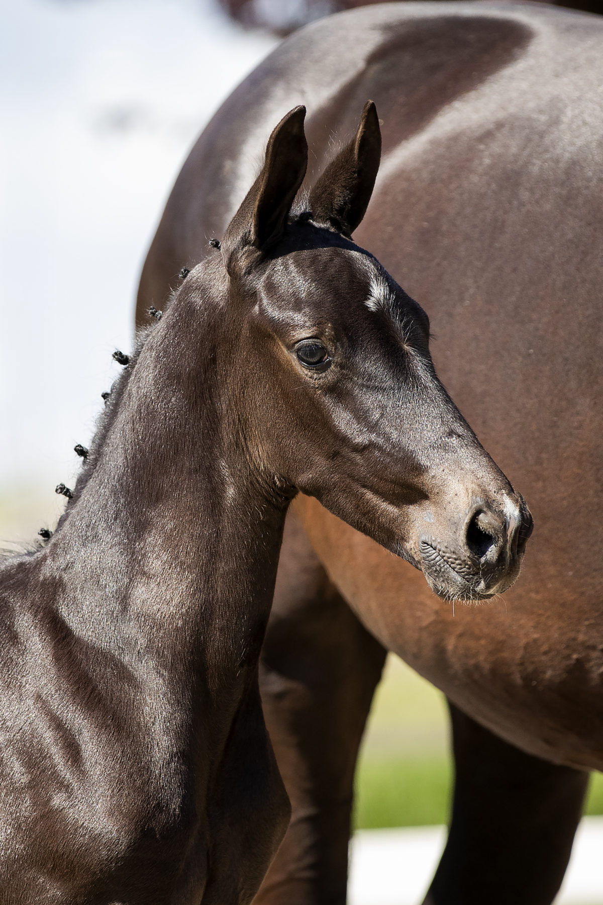 Our Totilas M_(Totilas X Sandro Hit)01