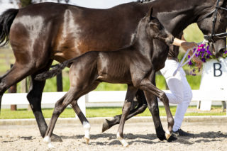 Our Totilas M_(Totilas X Sandro Hit)02