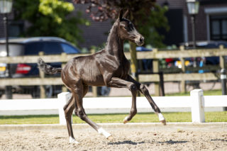 Our Totilas M_(Totilas X Sandro Hit)03