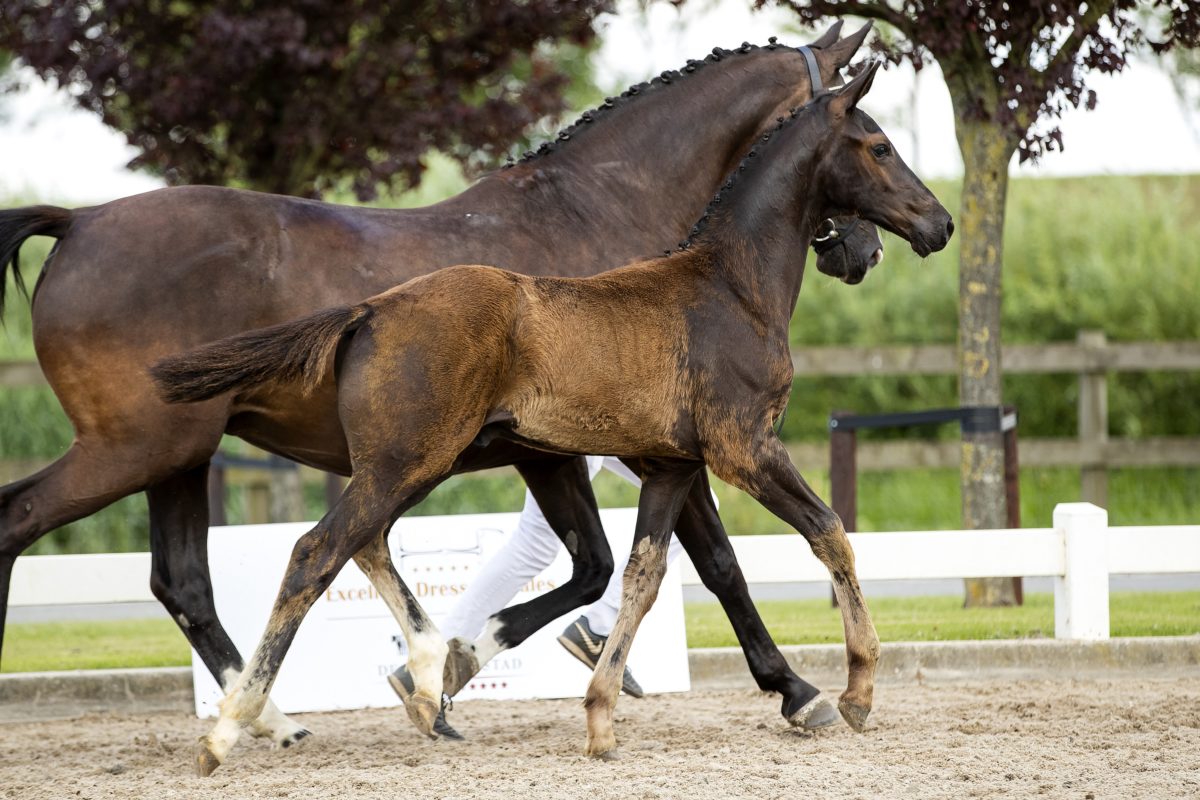 Outsider_(Desperado X OOseven)02 small