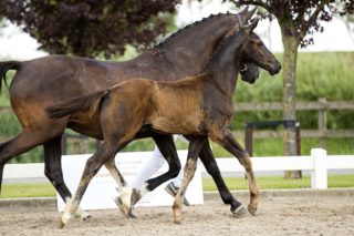 Outsider_(Desperado X OOseven)02 small