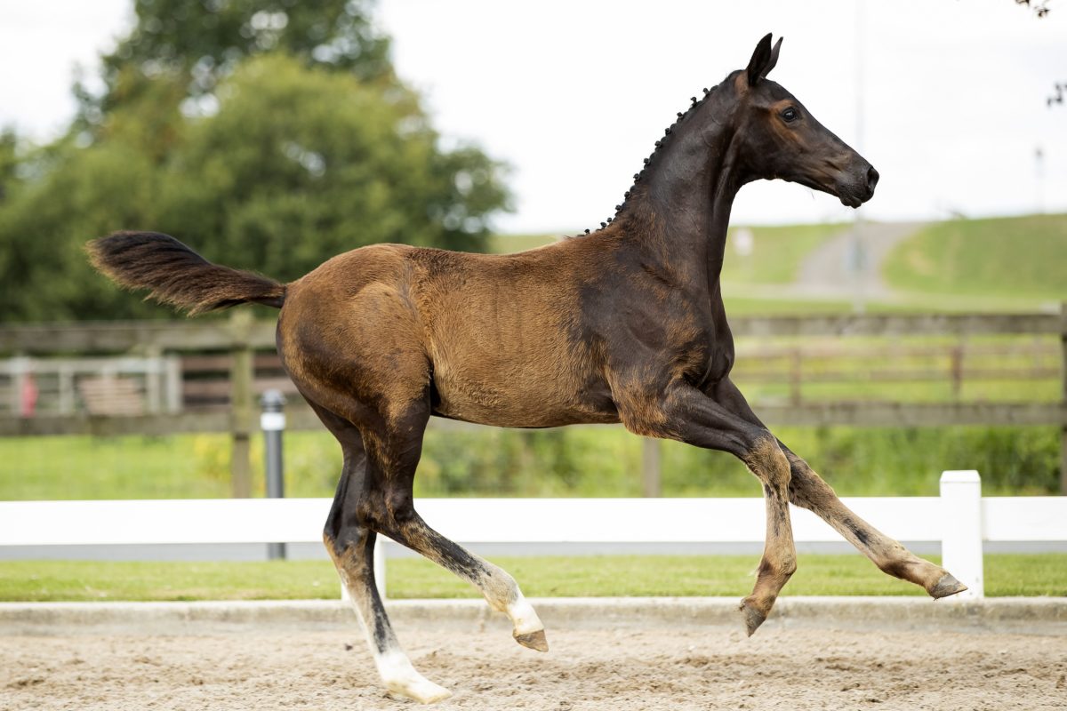 Bo stallion