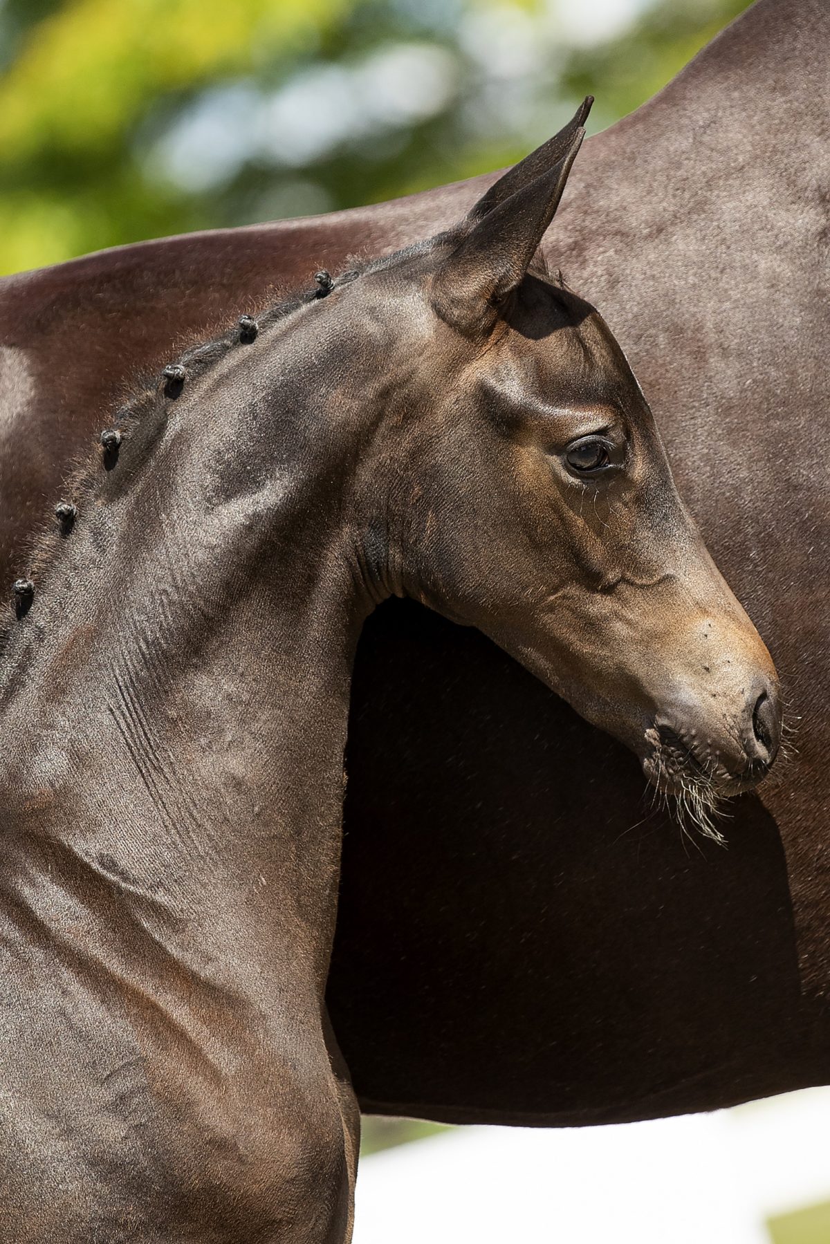 Ouzo Yamas_(Indian Rock X Sandro Hit)01 small