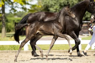 Ouzo Yamas_(Indian Rock X Sandro Hit)02 small