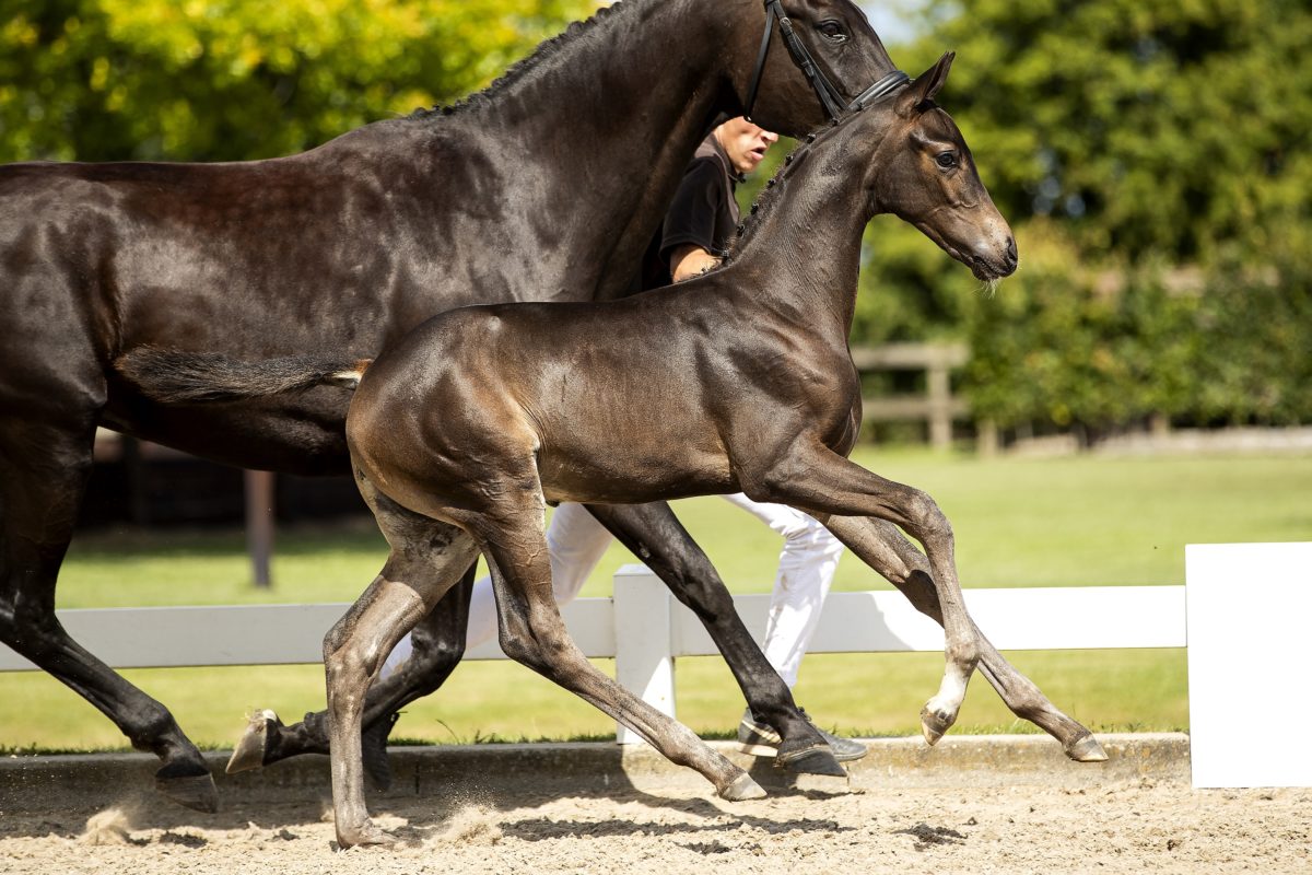 Ouzo Yamas_(Indian Rock X Sandro Hit)03 small