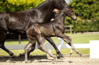 Ouzo Yamas_(Indian Rock X Sandro Hit)03 small