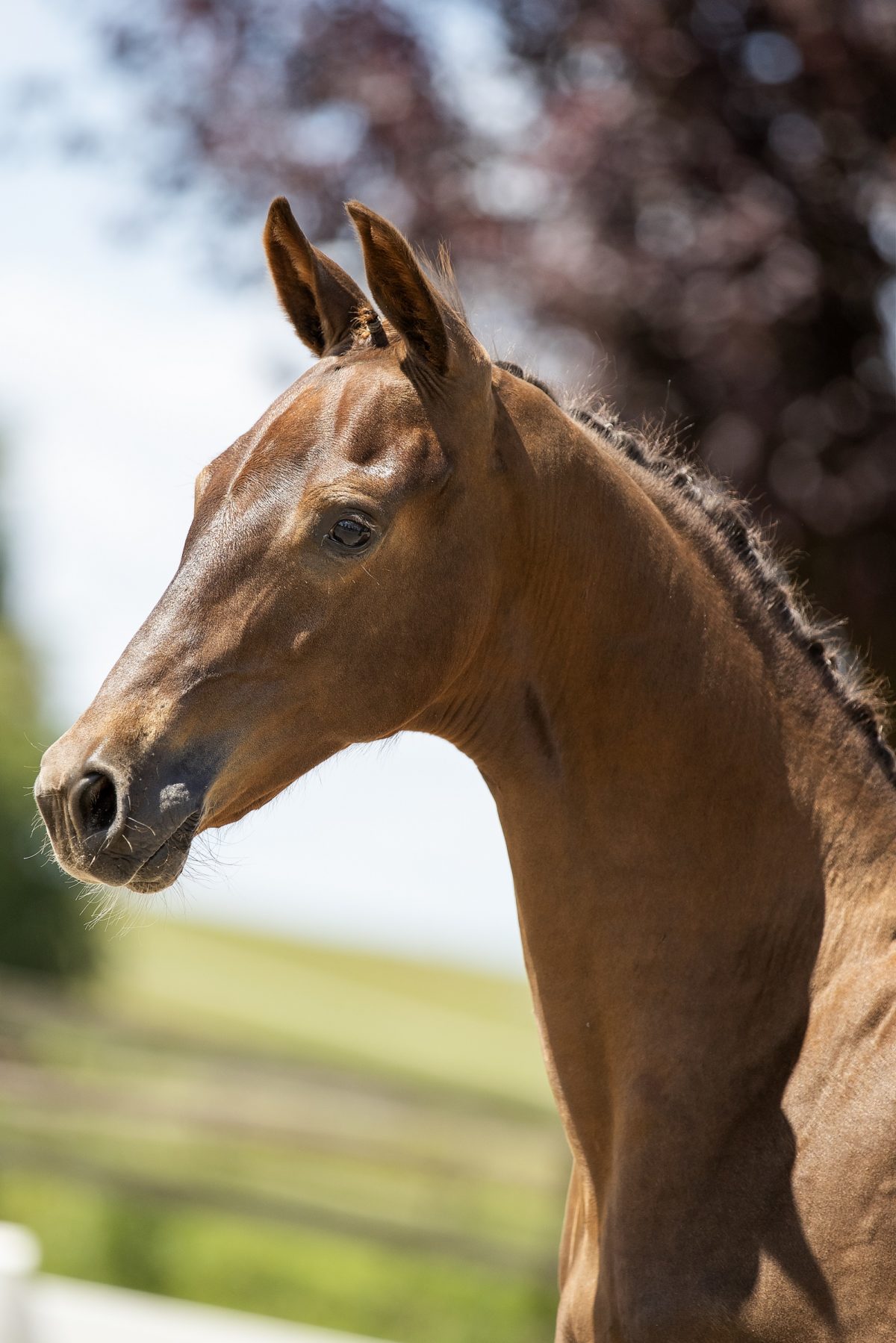 Ontario LC_( Vitalis X Jazz )01 small