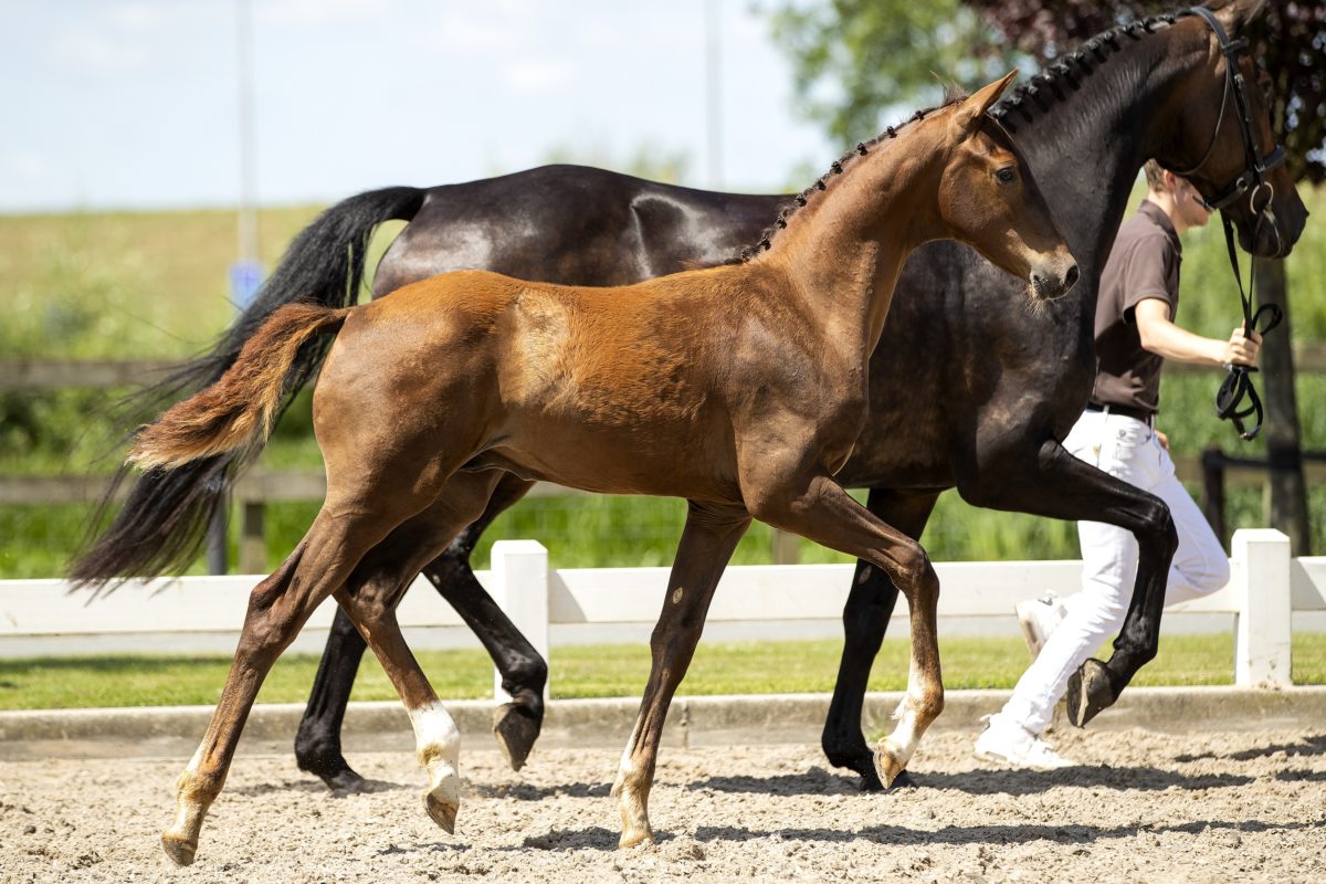 Ontario LC_( Vitalis X Jazz )02 small