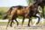 Ontario_( Vitalis X Jazz )02 small