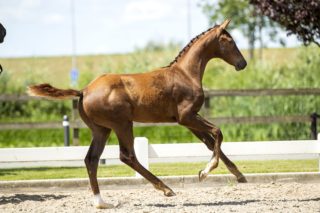 Ontario LC_( Vitalis X Jazz )03 small