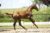 Ontario_( Vitalis X Jazz )03 small