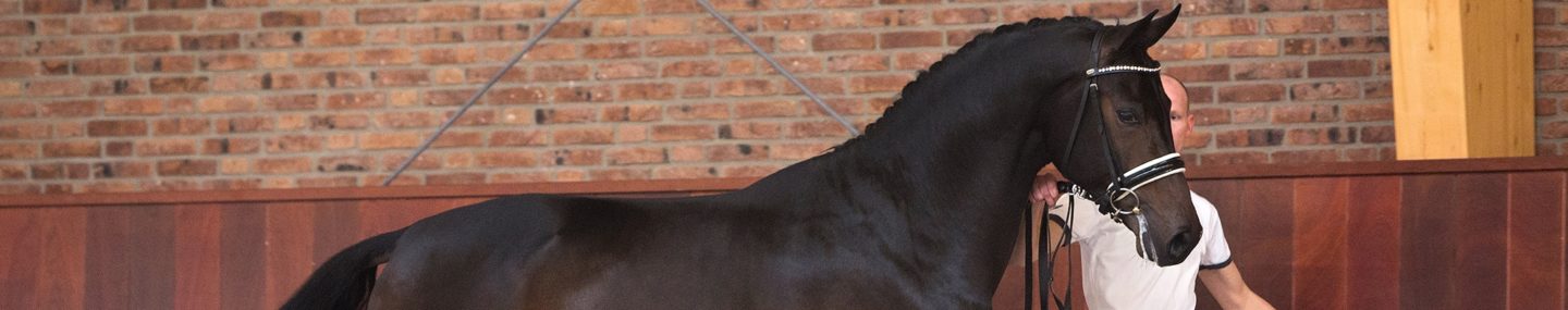 Rollo (1) Catalogus_header
