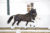 KWPN hengst Lowlands (Millennium x Donnerball) - dressuurpaard - goedgekeurde dekhengst - geveild op excellent dressage sales