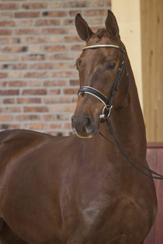 Finnländerin EDS - Dressuurpaard - Jumping Amsterdam - Academy bartels