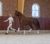 Finnländerin - EDS - Academy Bartels - Dressuurpaard - Veiling - Jumping Amsterdam