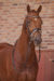 Foundation - EDS - Veiling - Dressuurpaard - Jumping Amsterdam - Academy Bartels