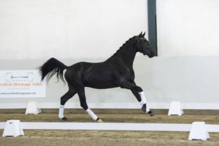 1.Moneymaker-DailydaimondxUphill-4