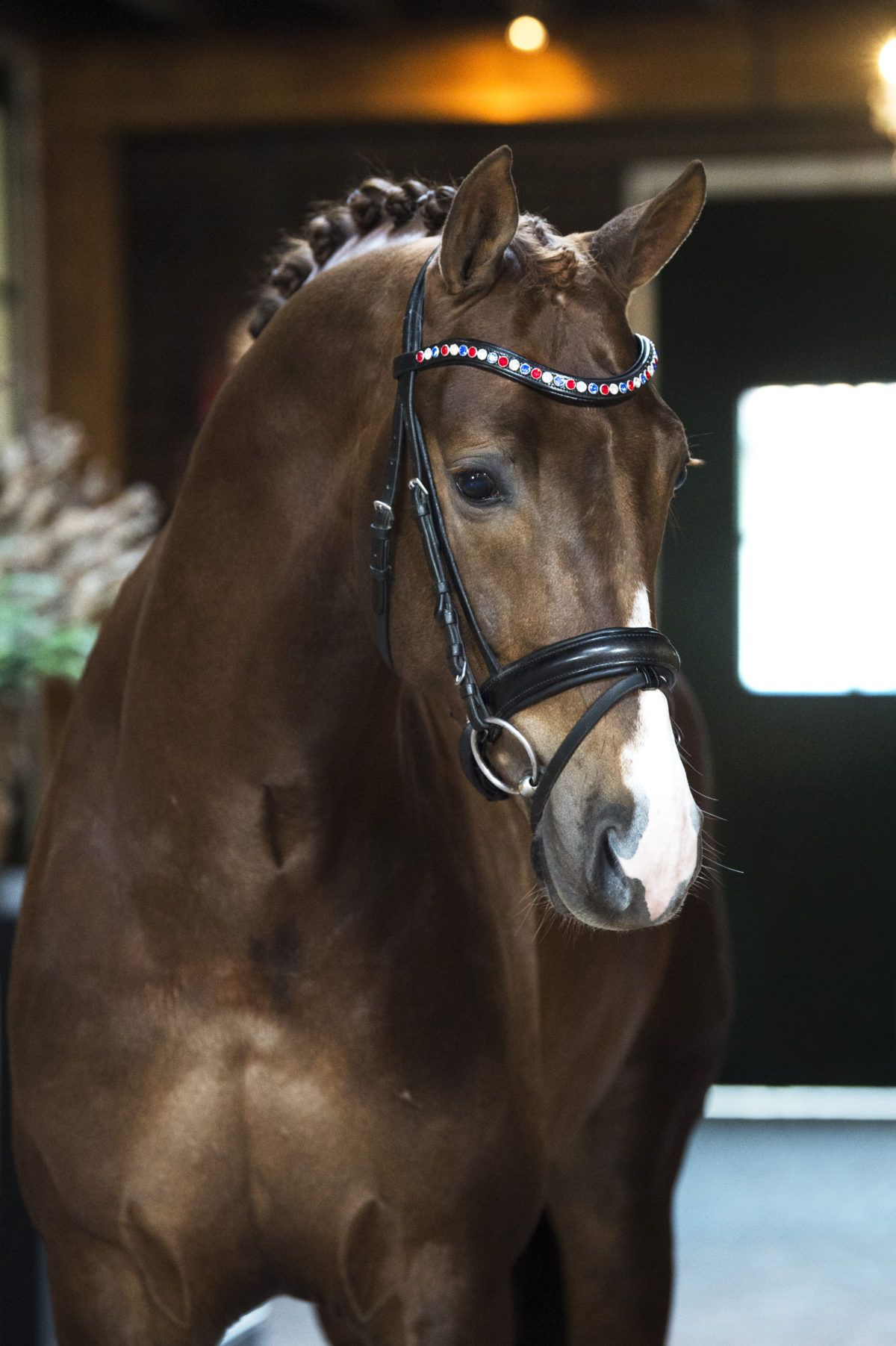 10. Knockout-Ebony-1