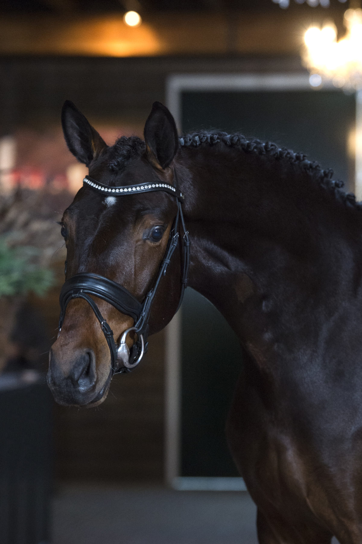 15. RayV-Decamarone-1