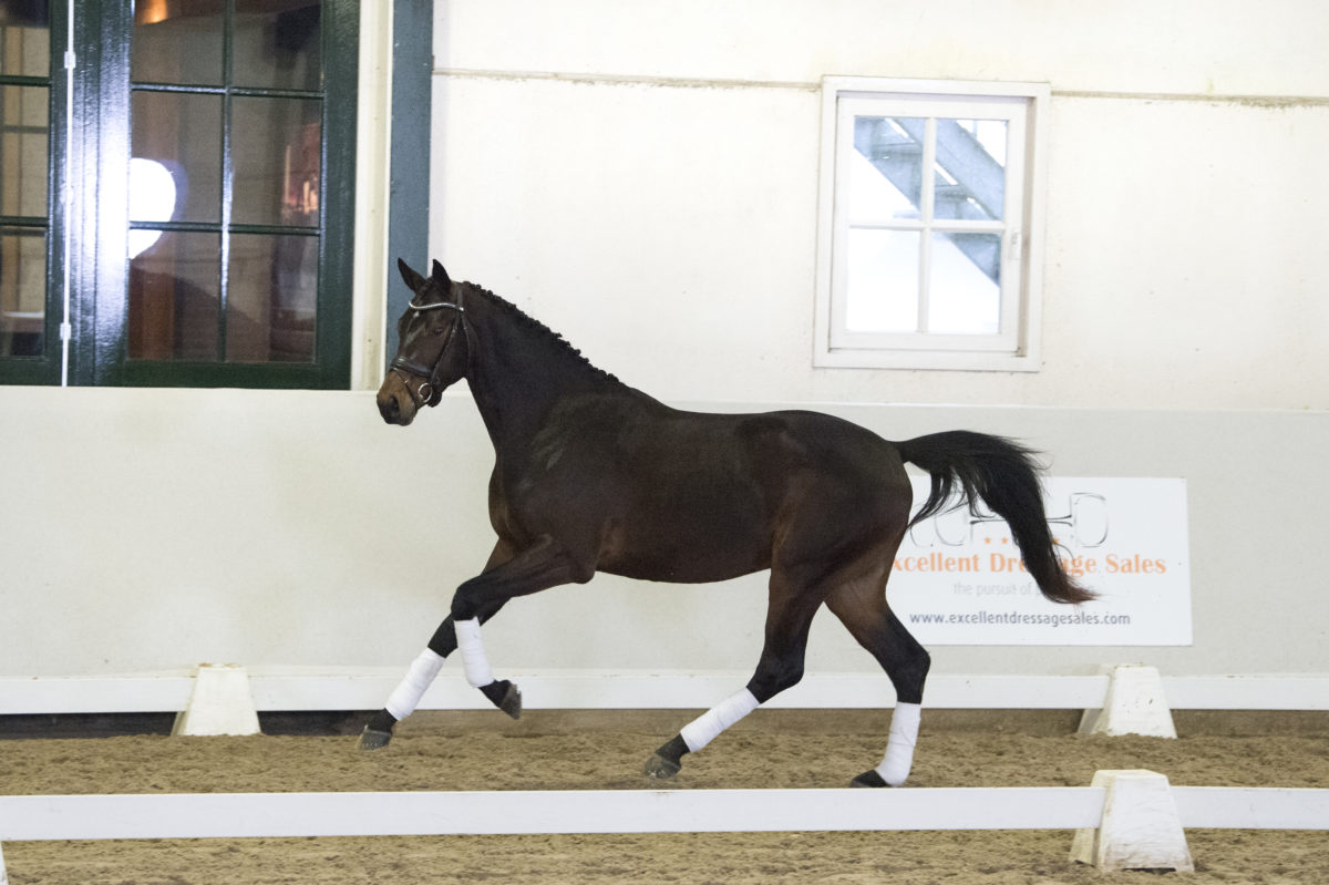 15. RayV-Decamarone-4