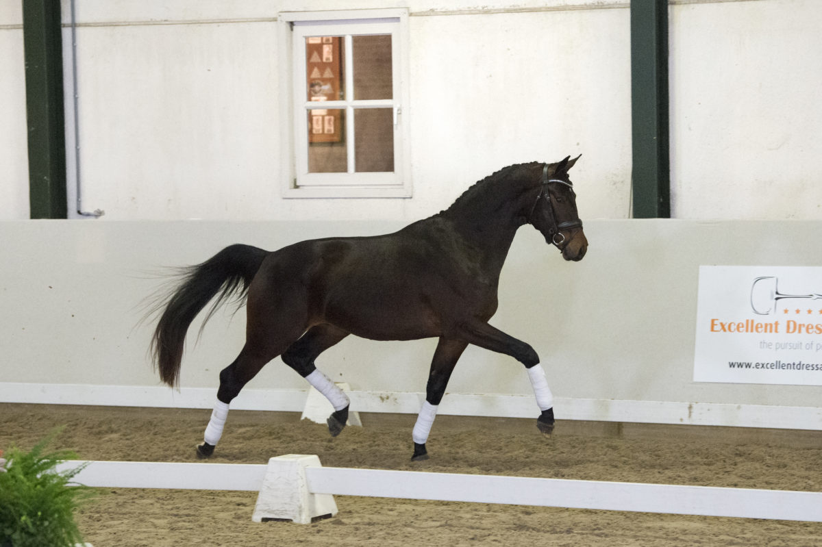 15. RayV-Decamarone-7