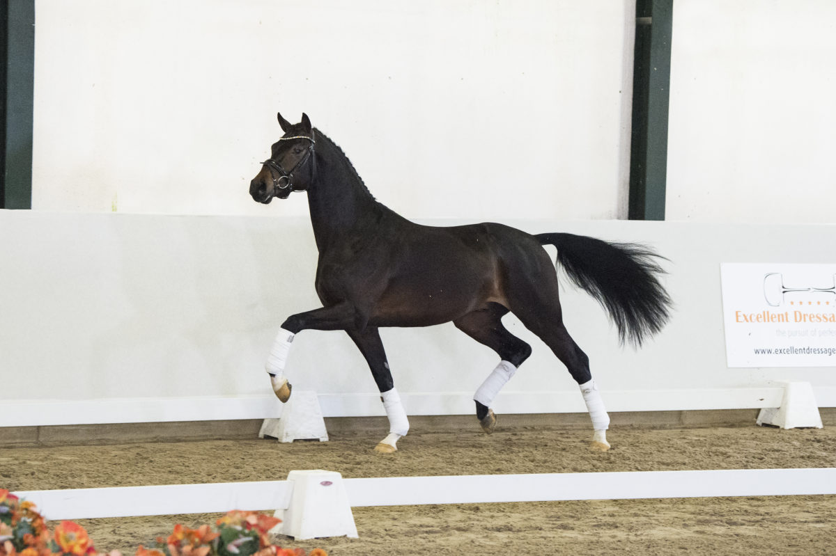 2. Miljonair-DailydiamondxDreamboy-2