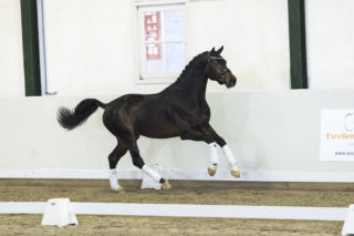 2. Miljonair-DailydiamondxDreamboy-5