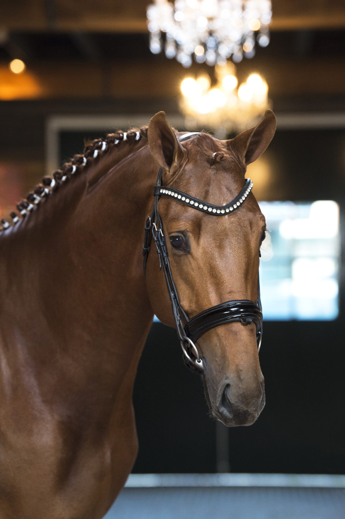 7. Mydaily-DailydiamondxScandic-1