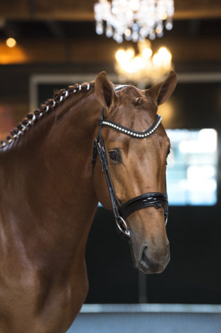 7. Mydaily-DailydiamondxScandic-1