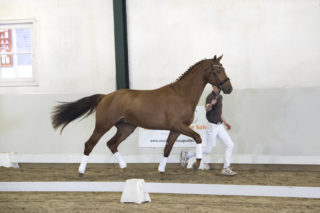 7. Mydaily-DailydiamondxScandic-9