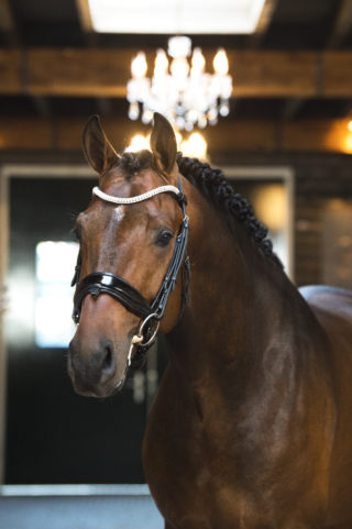 8. Freestyler-Furstjazz-1