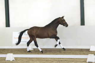 8. Freestyler-Furstjazz-4