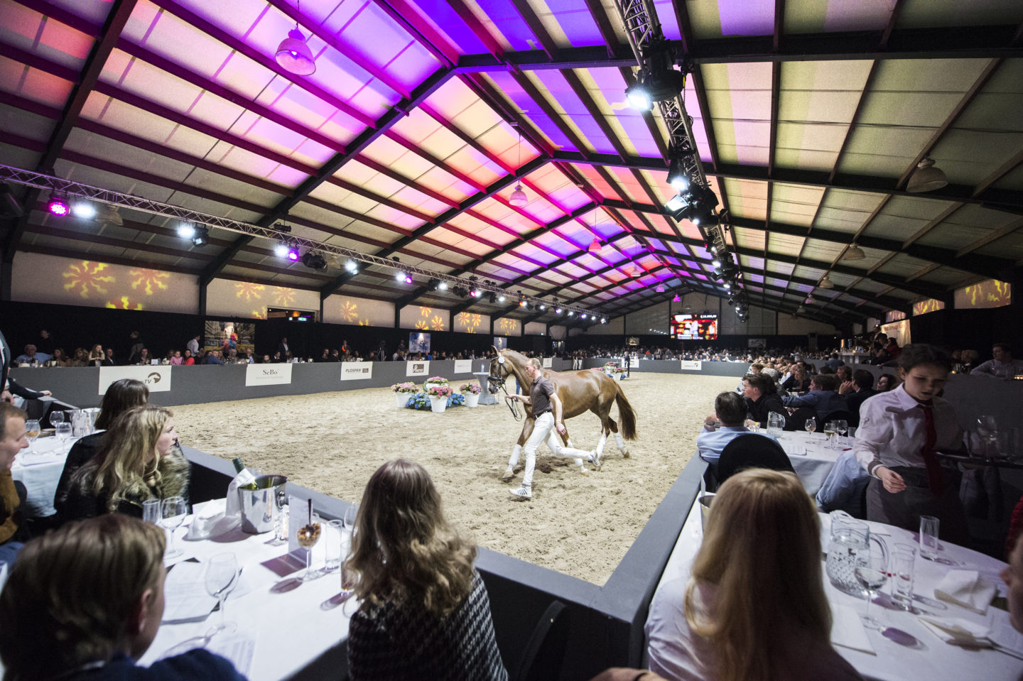 Excellent Dressage Sales - Dressuurpaarden -dressage horses for sale