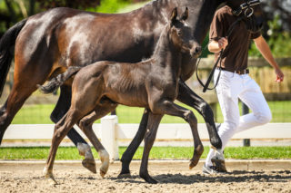 MC Cain HTC - veulenveiling 2020 EDS Prinsenstad online veiling