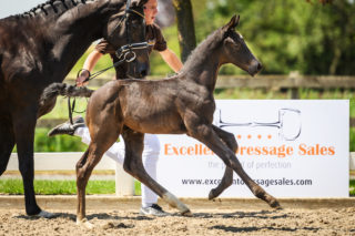 MC Cain HTC - veulenveiling 2020 EDS Prinsenstad online veiling