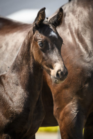 MC Cain HTC - veulenveiling 2020 EDS Prinsenstad online veiling