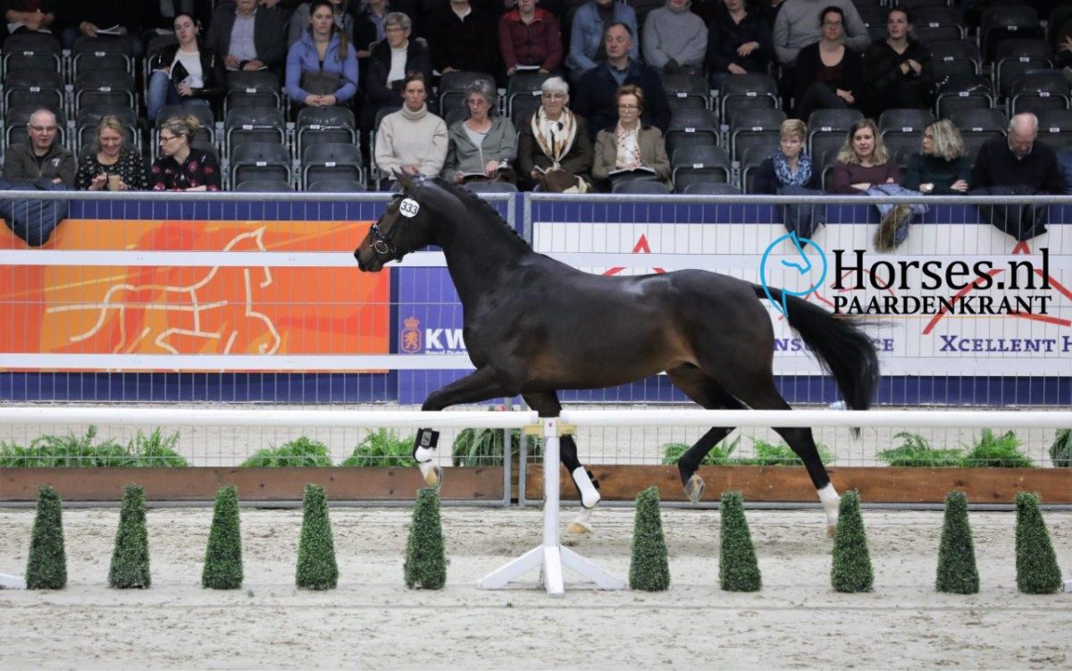 Miljonair-Daily-Diamond-x-Dream-Boy-2