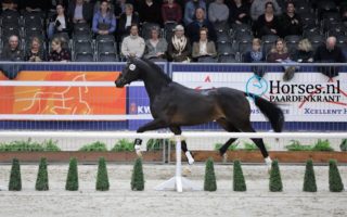 Miljonair-Daily-Diamond-x-Dream-Boy-2